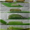hyp lupina larva1 volg